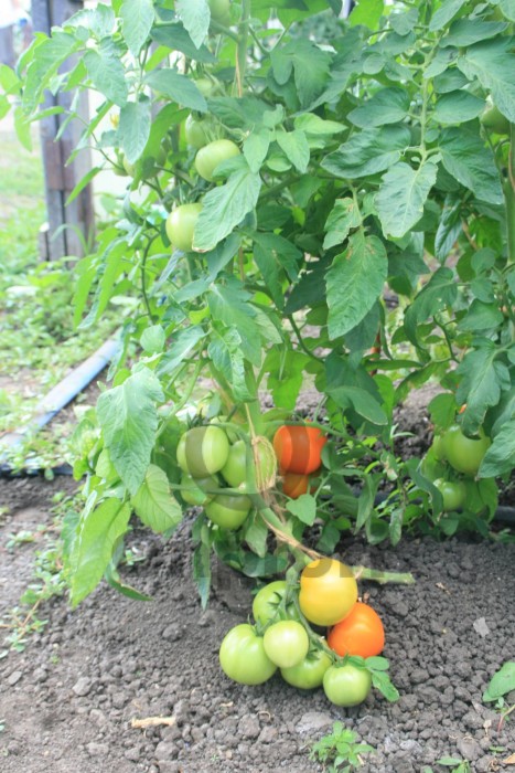 Томат Желтоплодный Солнце,