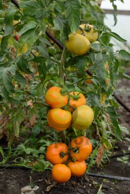 Томат Желтоплодный Солнце,