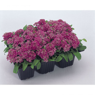 (п.ф.) Алиссум Эстер Боннет Дип Пинк F1,