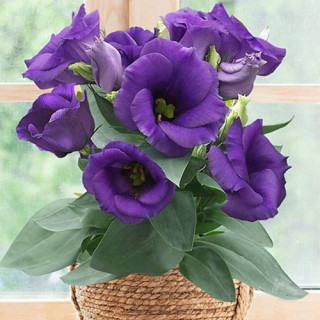 (п.ф.) Эустома Сапфир Блю F1,