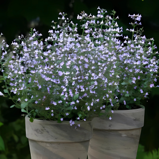 (п.ф.) Каламинта Марвелетт Блю,