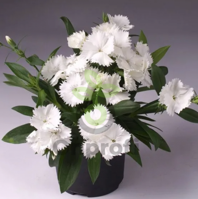 (п.ф.) Гвоздика Чиба Вайт,