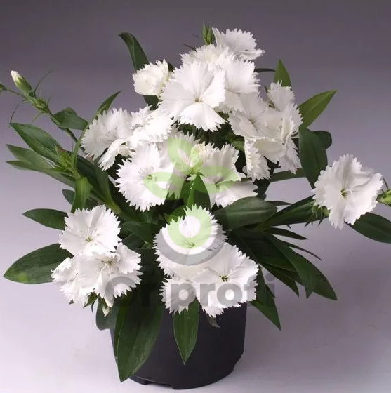 (п.ф.) Гвоздика Чиба Вайт,