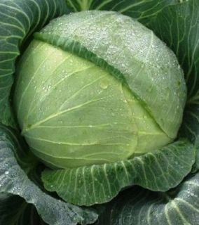 Капуста белокачанная Харьковская зимняя,