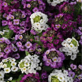 (п.ф.) Алиссум Клеар Кристал Микс, 1000 шт (№6-647)