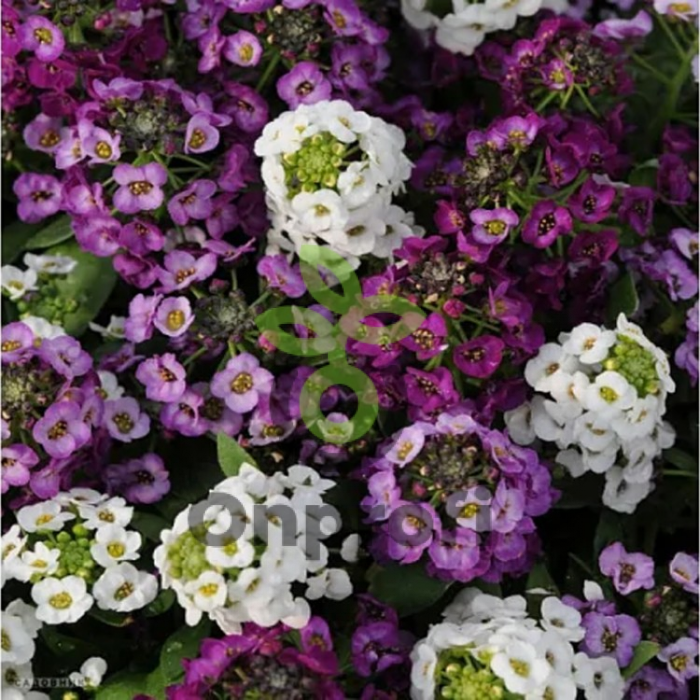 (п.ф.) Алиссум Клеар Кристал Микс, 1000 шт (№6-647)