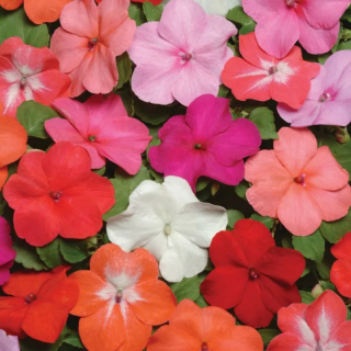 (п.ф.) Бальзамин Супер Элфин Икс Пи Микс Хот, 500 шт (№2-1)