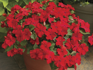 (п.ф.) Бальзамин Баланс Ред,