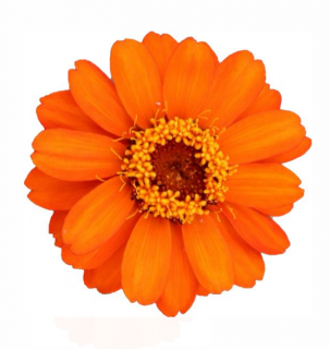 (п.ф.) Циния Профьюжн Оранж F1,