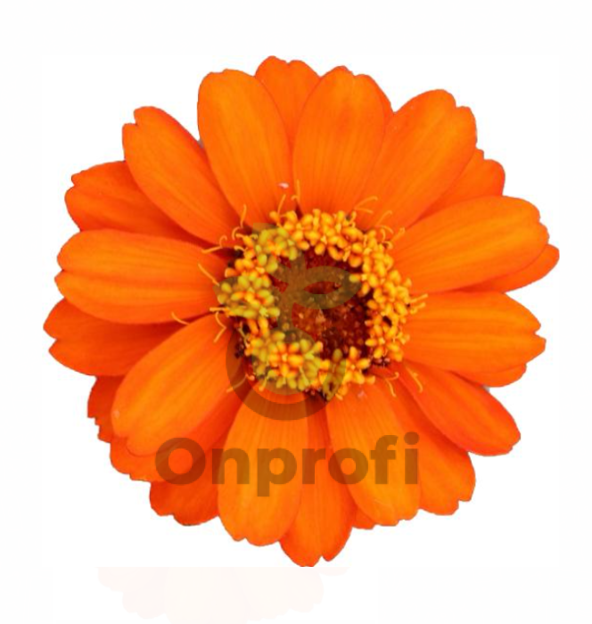 (п.ф.) Циния Профьюжн Оранж F1,