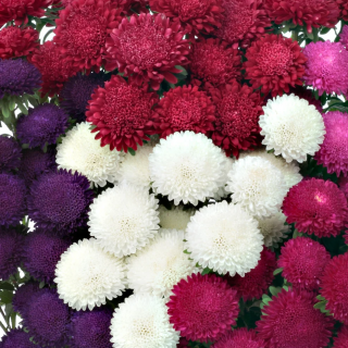 (п.ф.) Астра китайская Бонита Микс, 2500 шт (№1-26)