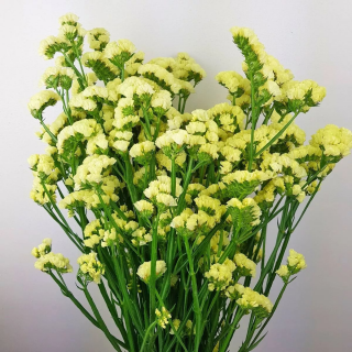 (п.ф.) Статица Хипстер Еллоу,