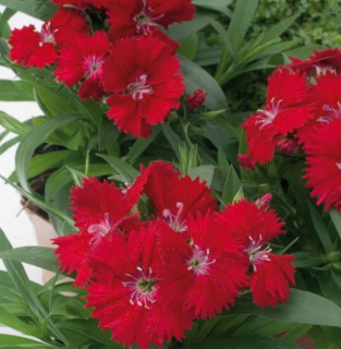 (п.ф.) Гвоздика Чиба Ред,