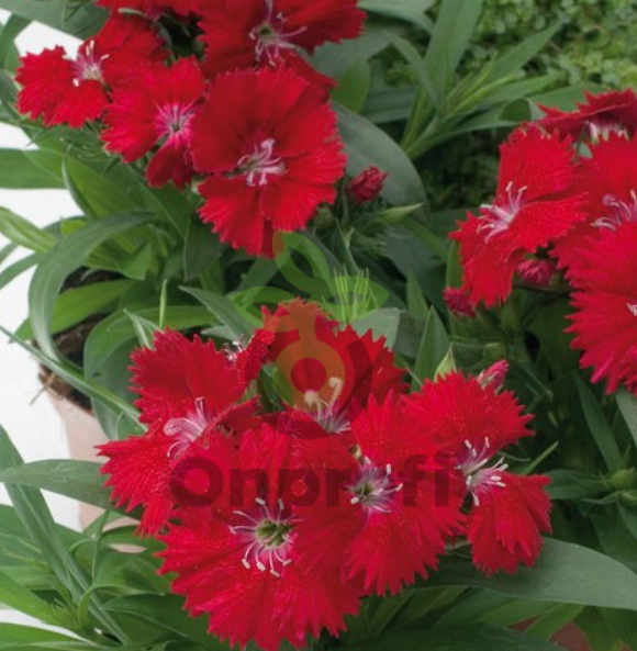 (п.ф.) Гвоздика Чиба Ред,