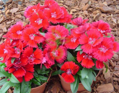 (п.ф.) Гвоздика Чиба Ред,