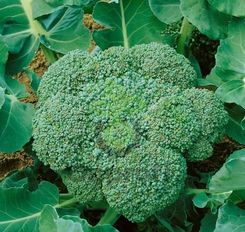 Капуста брокколи Калабрезе, 0,5гр (фасовка)