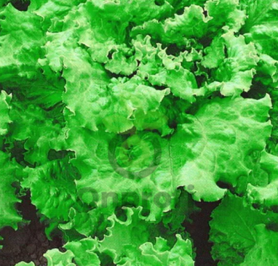 Салат Тайфун, 5гр (фасовка)