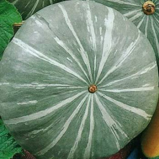 Тыква крупноплодная Целебная, 10гр (фасовка)