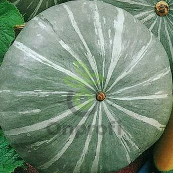 Тыква крупноплодная Целебная, 10гр (фасовка)