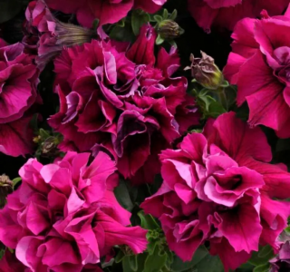 (п.ф.) Петуния Дабл Каскад Бургунди F1