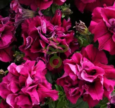 (п.ф.) Петуния Дабл Каскад Бургунди F1