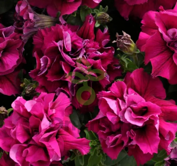 (п.ф.) Петуния Дабл Каскад Бургунди F1