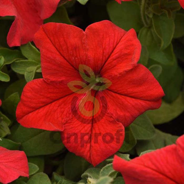 (п.ф.) Петуния Суперкаскад Ред, 250 шт (№9-4-87)