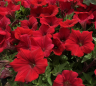 (п.ф.) Петуния Суперкаскад Ред,