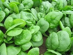 Шпинат Шелби F1,