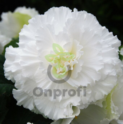 (п.ф.) Бегония АмериГибрид Рафлд Вайт, 100 шт (№6-119)