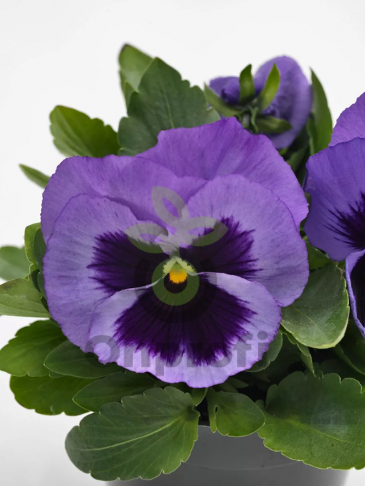 (п.ф.) Виола Виттрока Матрикс Лавандер Оушен F1, 250 шт (№4-33)