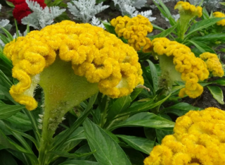 (п.ф.) Целозия Нео Голд, 100 шт (№11-17)