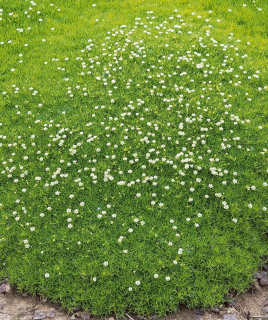 (п.ф.) Мшанка Шиловидная, 1000 шт 