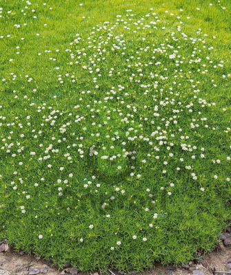 (п.ф.) Мшанка Шиловидная, 1000 шт 