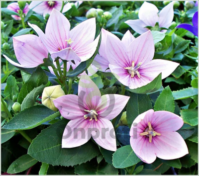 (п.ф.) Платикодон Астра Пинк F1,