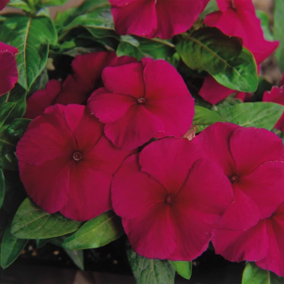 (п.ф.) Катарантус Пацифика ХР Бургунди, 100 шт (№7-54)