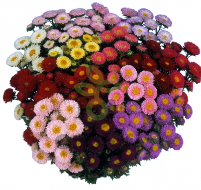 (п.ф.) Астра Мацумото Микс,