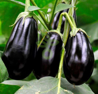 Баклажан Универсал 6 ,