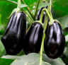 Баклажан Универсал 6 ,