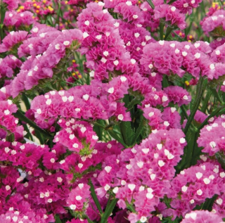 (п.ф.) Статица Хипстер Роуз,