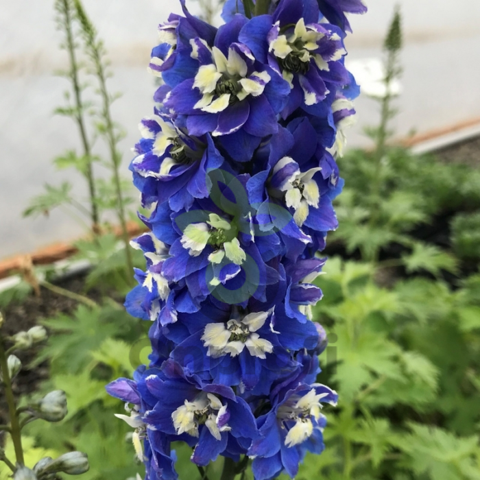 (п.ф.) Дельфиниум Меджик Фонтэйнс Дарк Блю Вайт Би F1, 250 шт (№6-792)