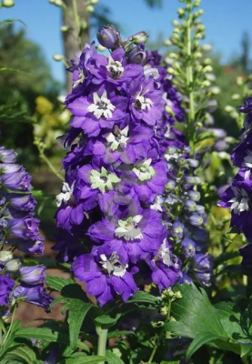 (п.ф.) Дельфиниум Меджик Фонтэйнс Дарк Блю Вайт Би F1, 250 шт (№6-792)