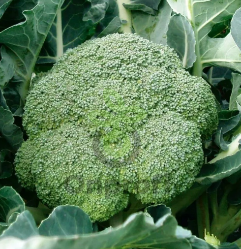 Капуста брокколи Линда, 0,5гр (фасовка)