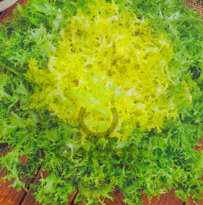 Салат Тортик (эндивий), 5гр (фасовка)