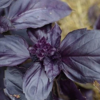 Базилик Рози, 5гр (фасовка)