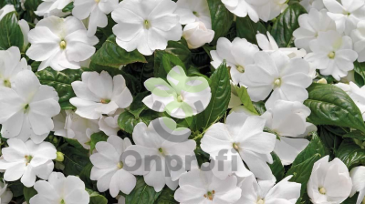 (п.ф.) Бальзамин Дивайн Вайт, 100 шт (51)