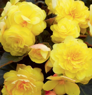 (п.ф.) Бегония Фортуна Еллоу F1, 100 шт (№6-363)