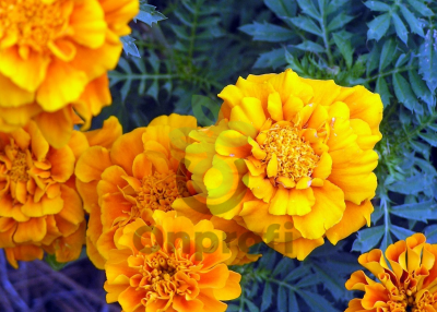 (п.ф.) Бархатцы Дюранго Голд,