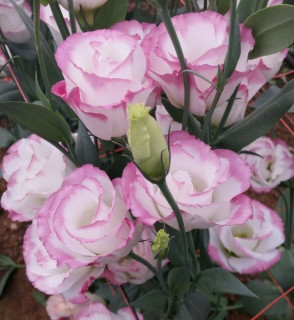 (п.ф.) Эустома Сапфир Пинк Рим F1,