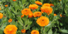 (п.ф.) Календула Калексис Оранж,
